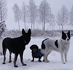 Snö, kallt vinter och 3 vackra hundar