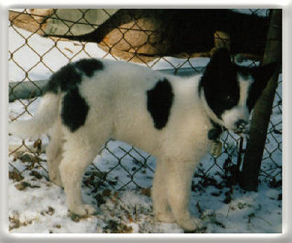 En gång för länge sedan. Karelsk Björnhund 10 veckor gammal och söt som bara den...